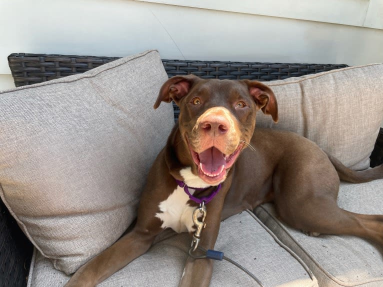 Maisie, an American Pit Bull Terrier and American Staffordshire Terrier mix tested with EmbarkVet.com