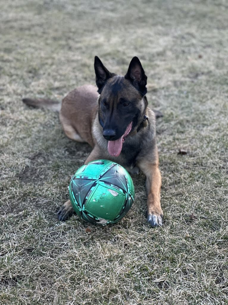 Linus, a Belgian Shepherd tested with EmbarkVet.com