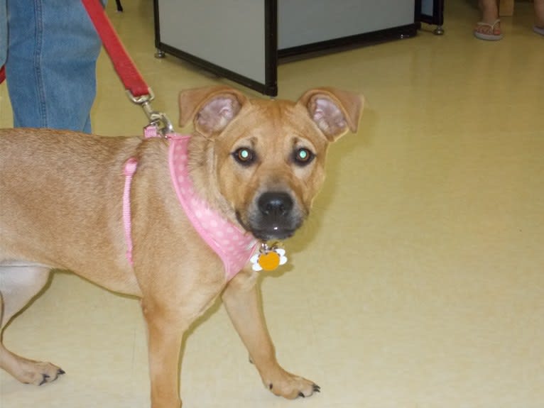 Bambi, an American Pit Bull Terrier and Chow Chow mix tested with EmbarkVet.com