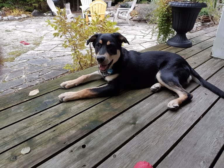 Jack, a Labrador Retriever and German Shepherd Dog mix tested with EmbarkVet.com