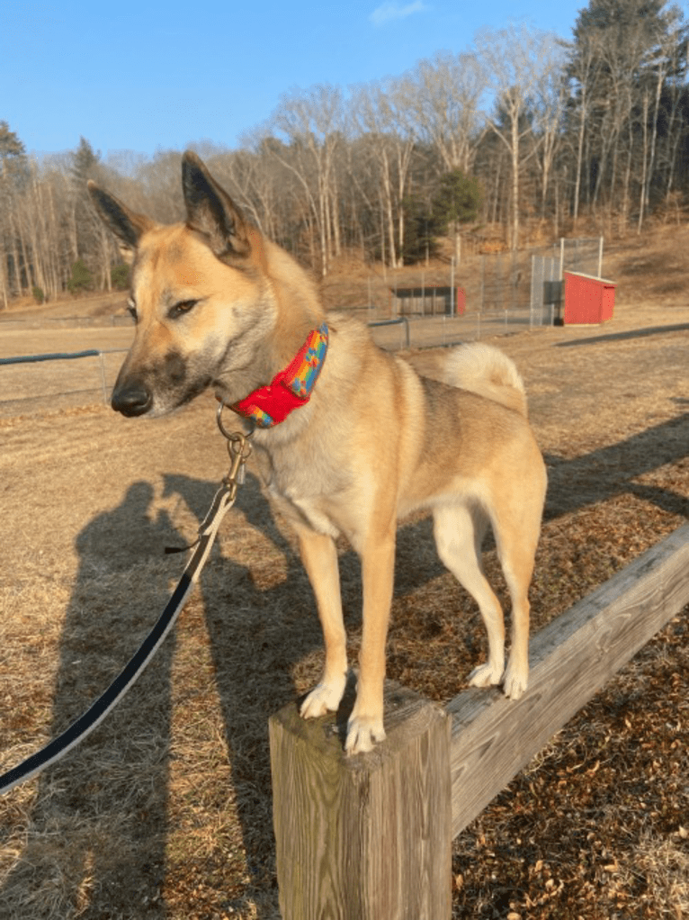 Raven, a West Siberian Laika tested with EmbarkVet.com