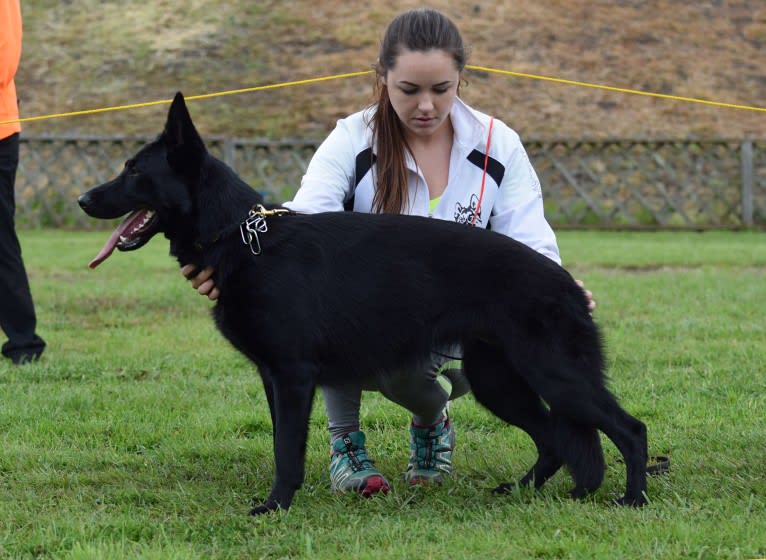 Rougarou, a German Shepherd Dog tested with EmbarkVet.com