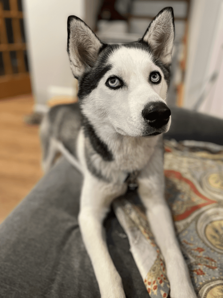Lyla, a Siberian Husky tested with EmbarkVet.com