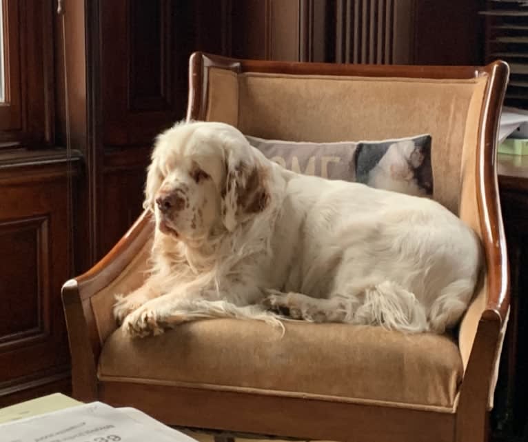 Jackson, a Clumber Spaniel tested with EmbarkVet.com