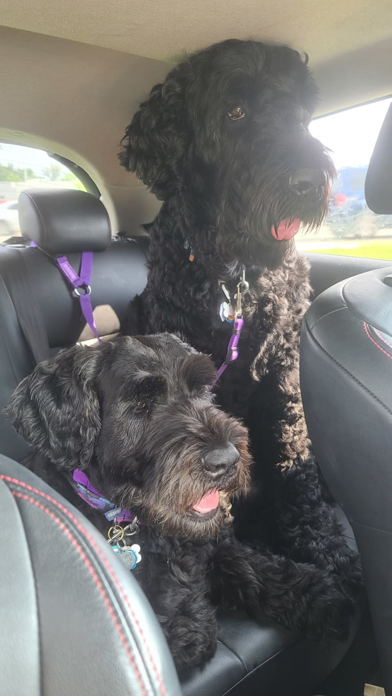 Raven, a Black Russian Terrier tested with EmbarkVet.com