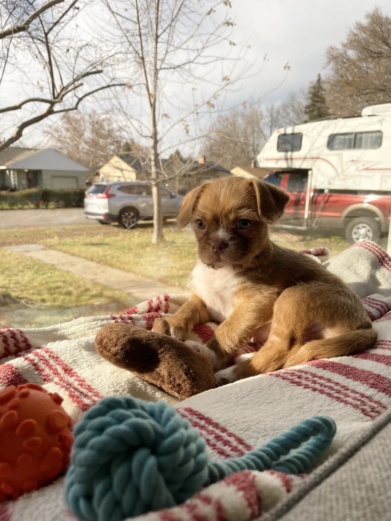 Penny, a Boston Terrier and Pekingese mix tested with EmbarkVet.com