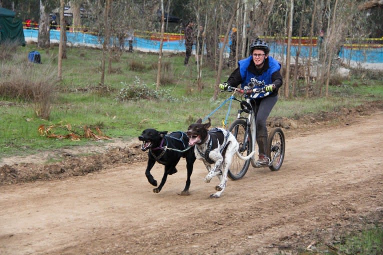 Crixus, a German Shorthaired Pointer and Alaskan-type Husky mix tested with EmbarkVet.com