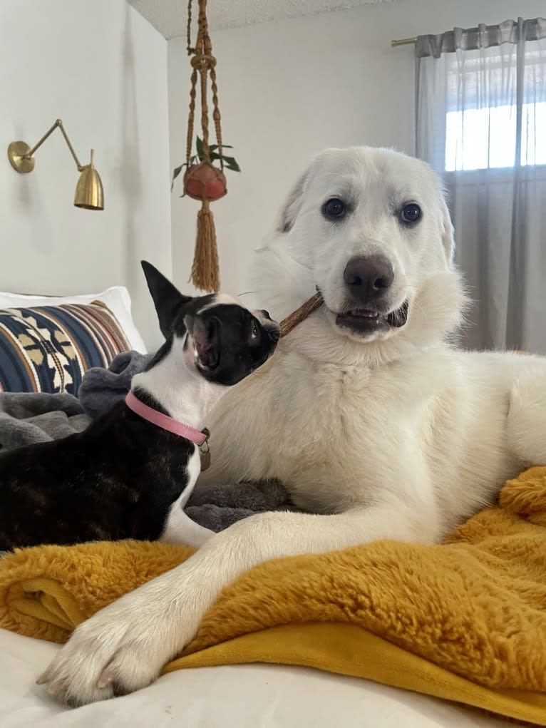 Opal, a Great Pyrenees and German Shepherd Dog mix tested with EmbarkVet.com