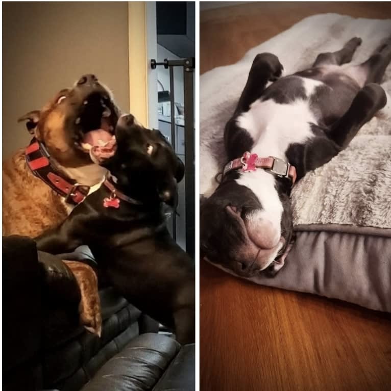 Luna, an American Pit Bull Terrier tested with EmbarkVet.com