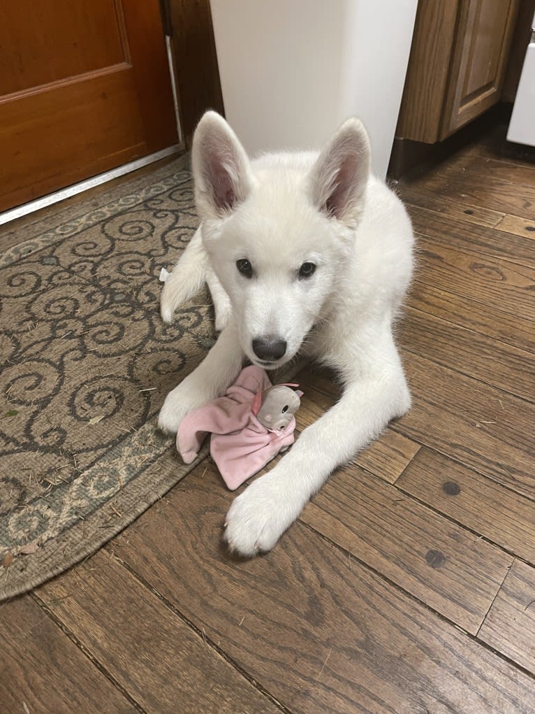 Koda a dog tested with EmbarkVet.com