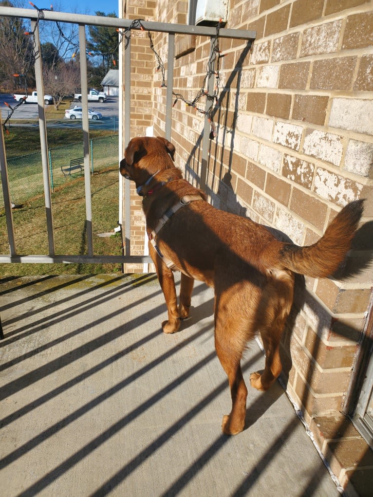 Dahlia (Dolly), an American Pit Bull Terrier and Australian Shepherd mix tested with EmbarkVet.com