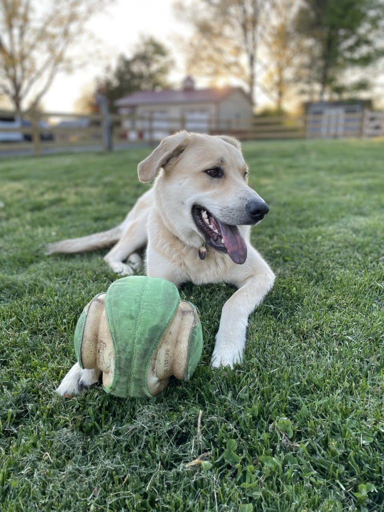 Sadie, a Great Pyrenees and German Shepherd Dog mix tested with EmbarkVet.com