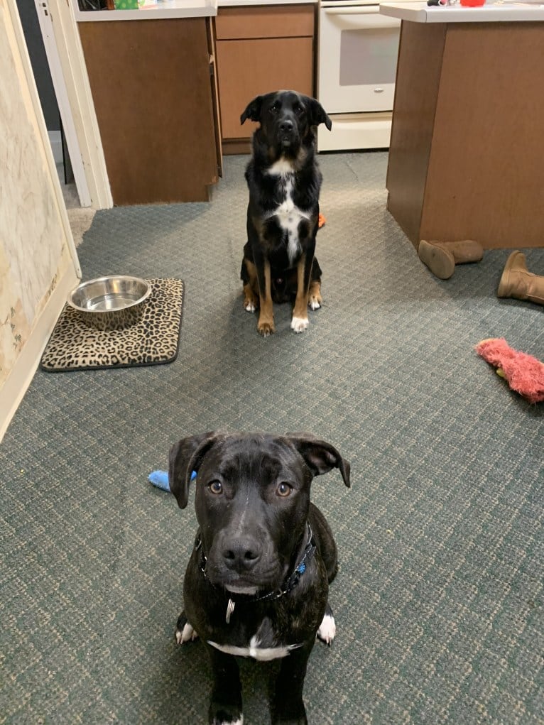 Smokey, a Labrador Retriever and Border Collie mix tested with EmbarkVet.com