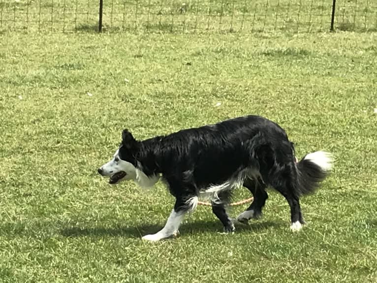 Ripper, a Border Collie tested with EmbarkVet.com