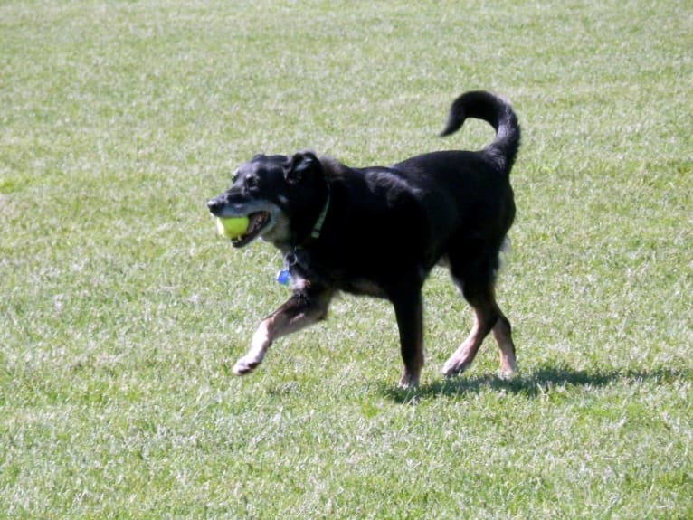 Barkley, a Labrador Retriever and Border Collie mix tested with EmbarkVet.com