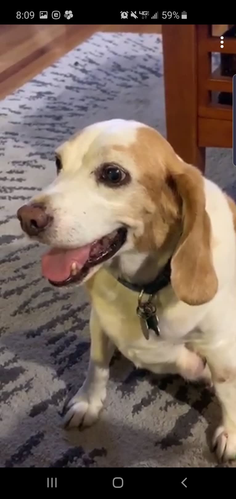 Tucker, a Beagle tested with EmbarkVet.com