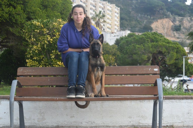 Kylar (PsychoKiller d'Hélitesport), a Belgian Shepherd tested with EmbarkVet.com