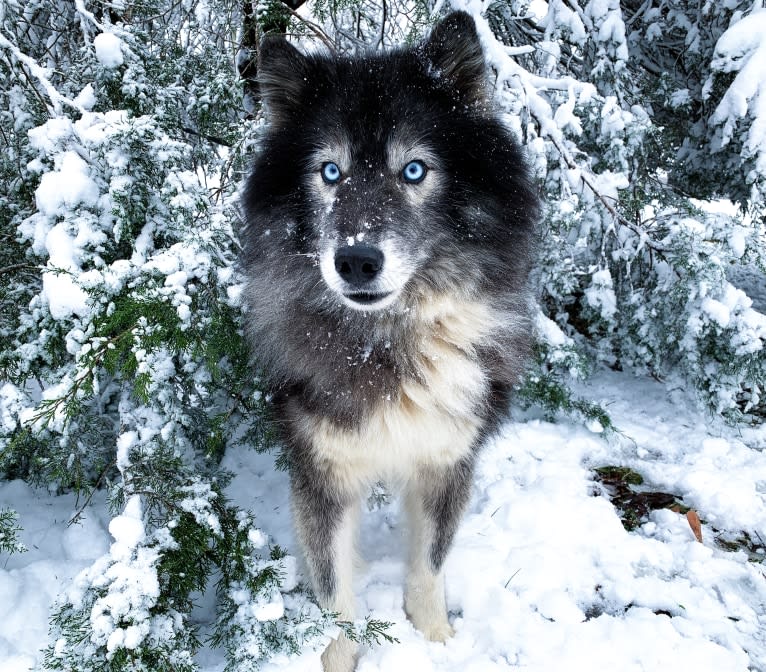 Zeke, a Siberian Husky tested with EmbarkVet.com