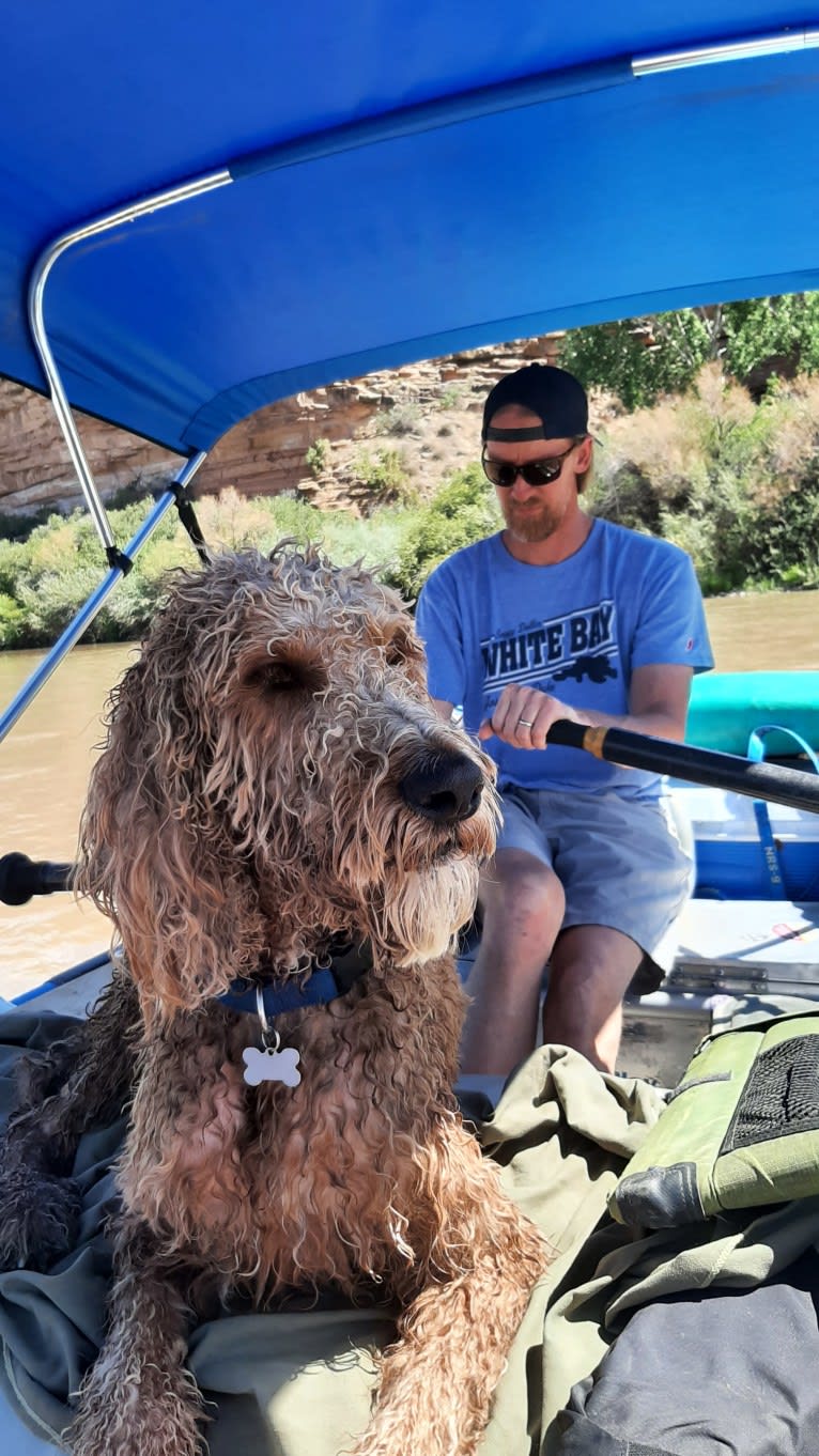 Ozzie, a Poodle (Standard) and Irish Setter mix tested with EmbarkVet.com