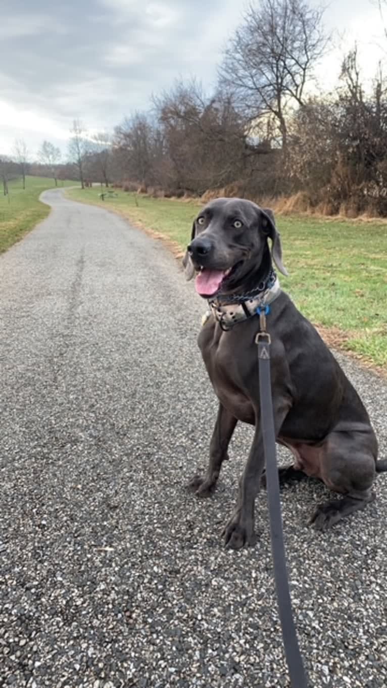 Knox, a Weimaraner tested with EmbarkVet.com