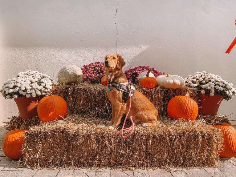 Marley, a Golden Retriever tested with EmbarkVet.com