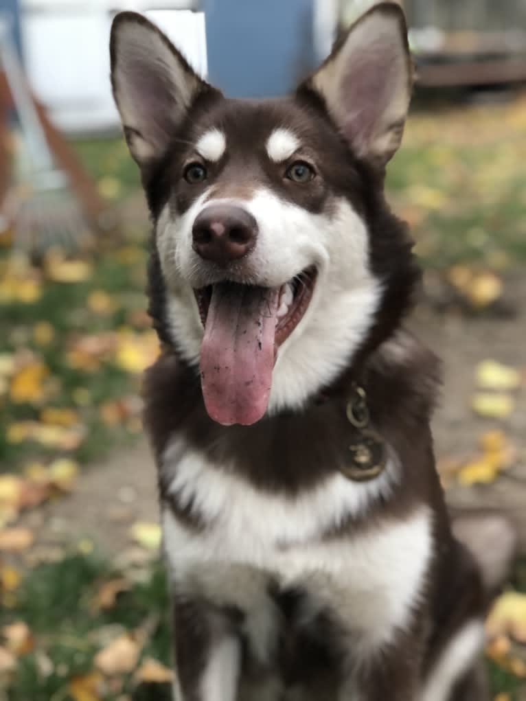 Suki, an Alaskan Malamute tested with EmbarkVet.com