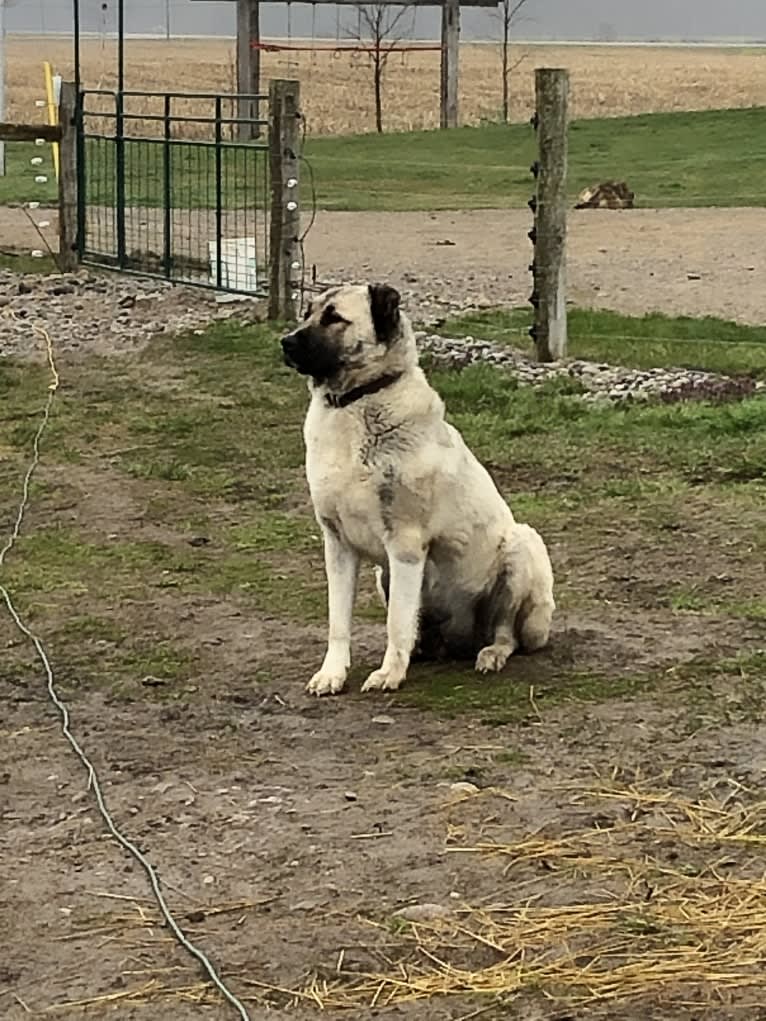 Isabel, an Armenian Gampr tested with EmbarkVet.com