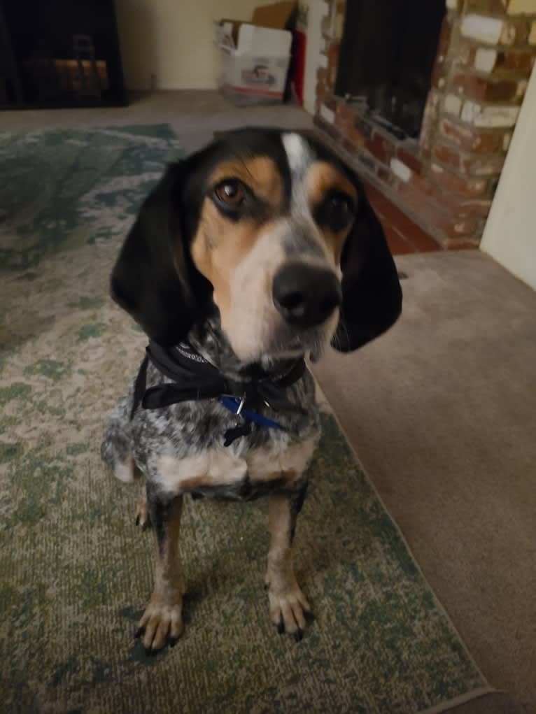 Cletus, a Bluetick Coonhound tested with EmbarkVet.com