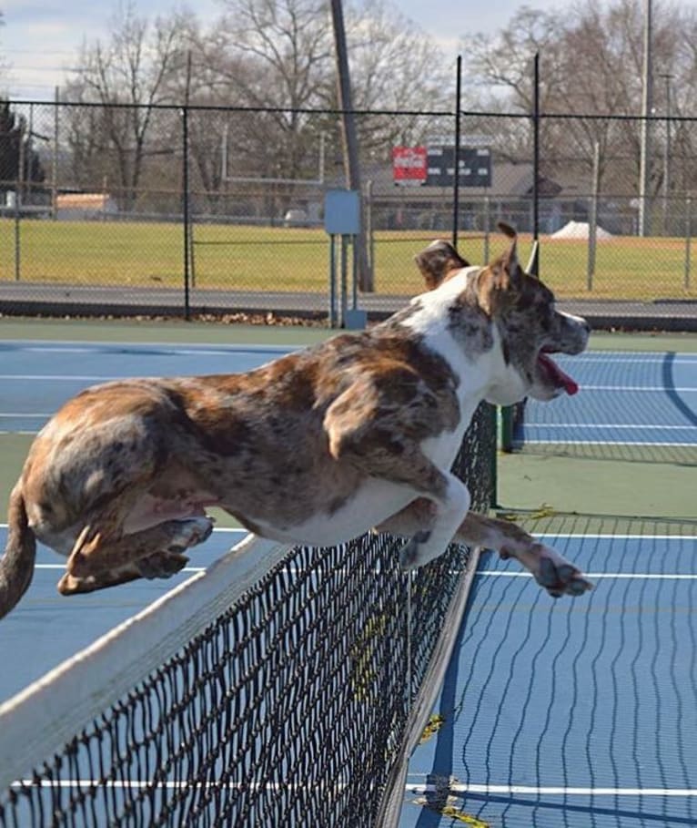 Hammer, a Boston Terrier and Australian Cattle Dog mix tested with EmbarkVet.com