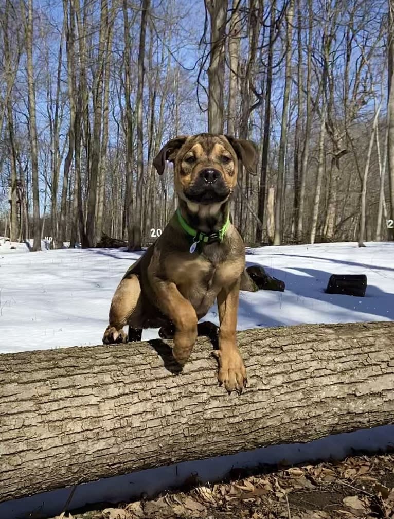 Lenny, a Rottweiler and American Pit Bull Terrier mix tested with EmbarkVet.com