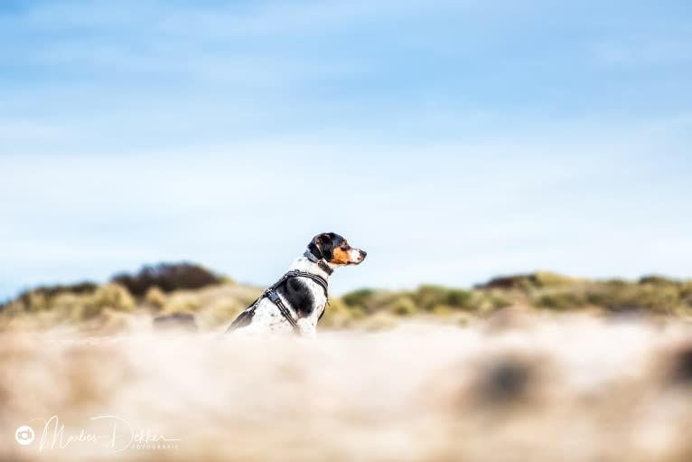 Storm, a Brittany and Russell-type Terrier mix tested with EmbarkVet.com