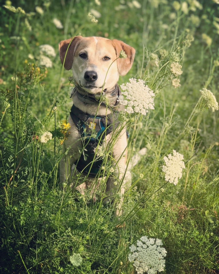 Cider Doughnut, a Beagle and Australian Cattle Dog mix tested with EmbarkVet.com