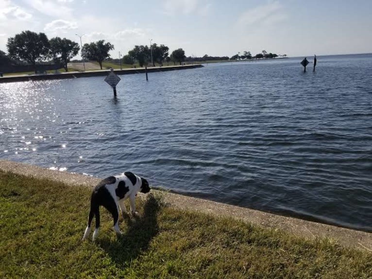 PATIENCE, a Labrador Retriever and American Pit Bull Terrier mix tested with EmbarkVet.com