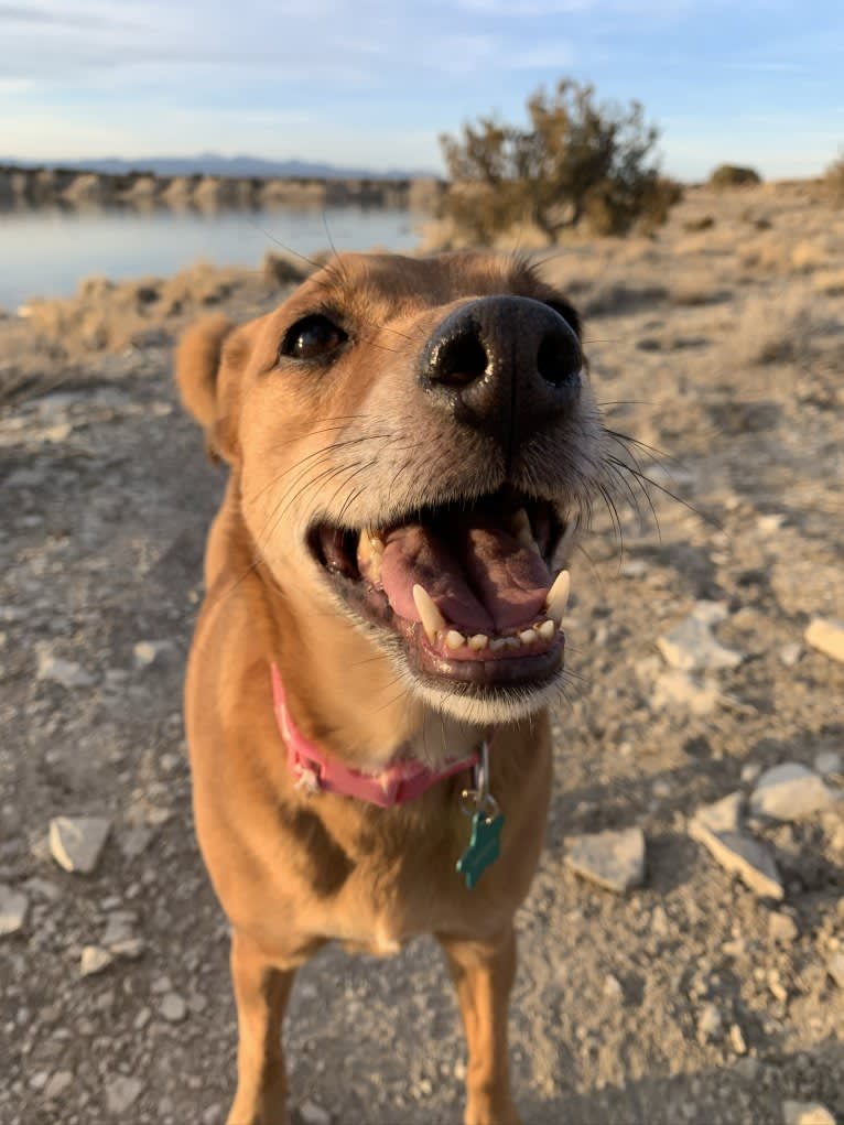 Sasha, a Russell-type Terrier and Labrador Retriever mix tested with EmbarkVet.com