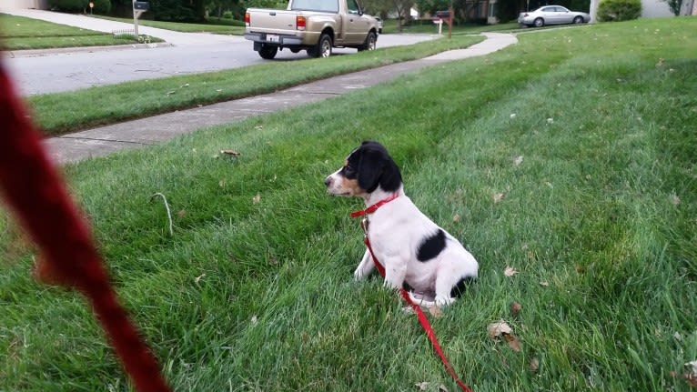 Bailey “BeeBee”, an Australian Shepherd and Labrador Retriever mix tested with EmbarkVet.com