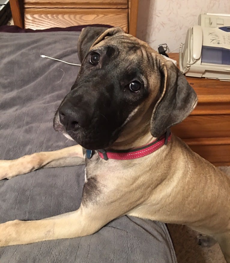 Cali, a Perro de Presa Canario tested with EmbarkVet.com