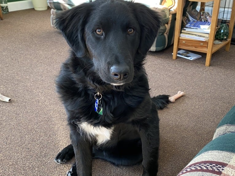 Care Bear Ross, a Labrador Retriever and Australian Cattle Dog mix tested with EmbarkVet.com