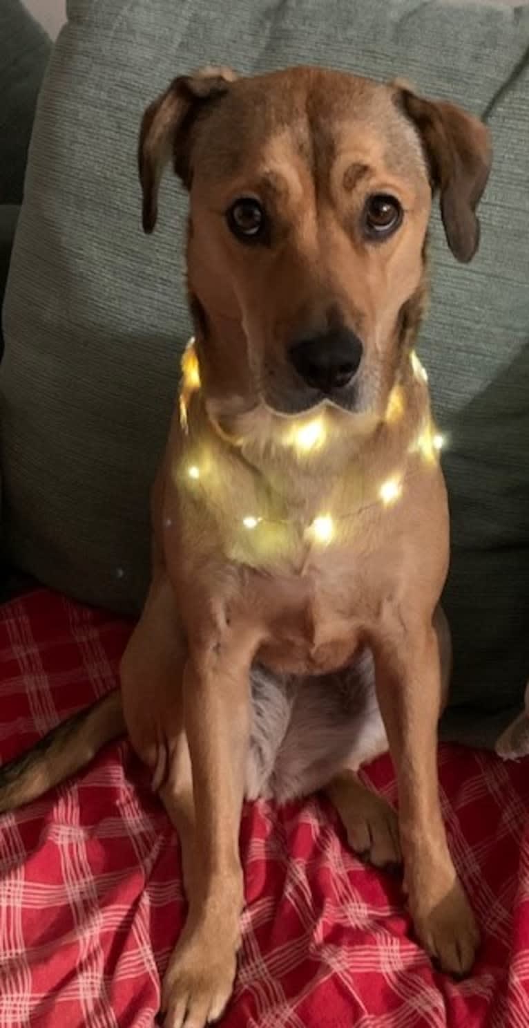 Pretzel, a Beagle and Golden Retriever mix tested with EmbarkVet.com