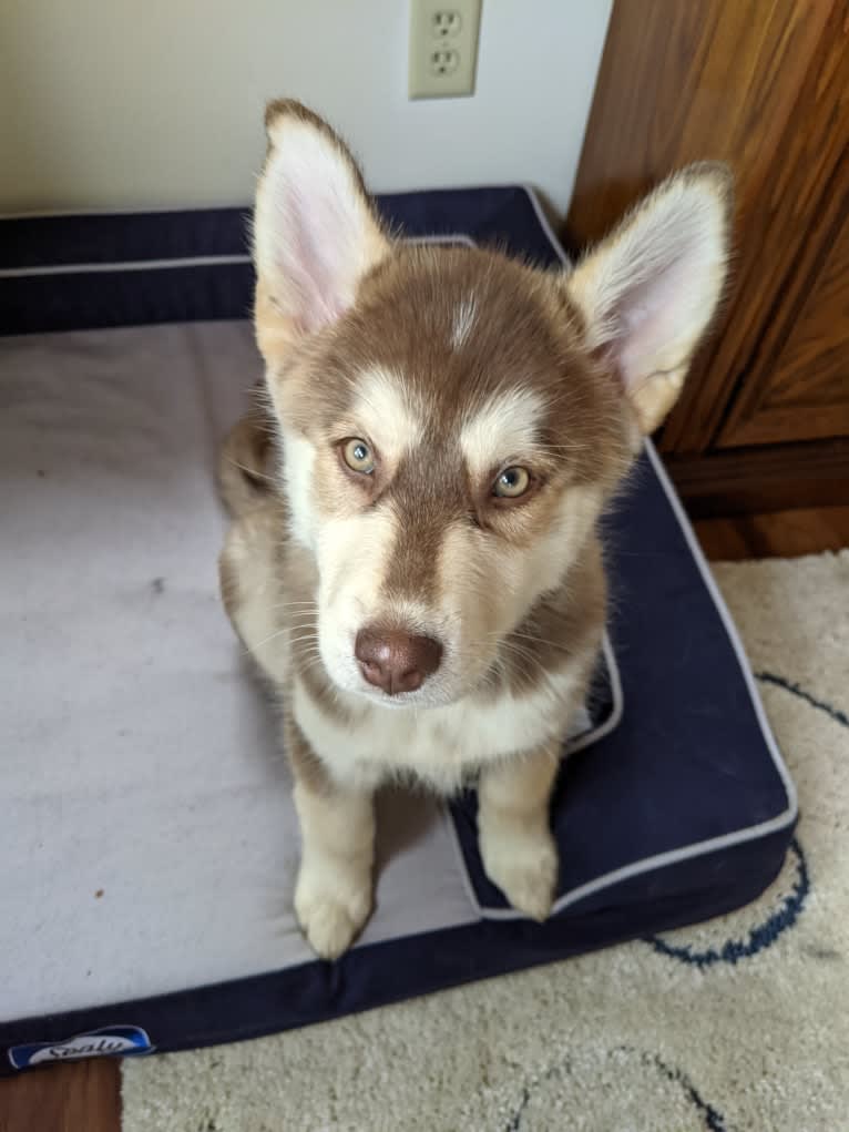 Gambit, a Siberian Husky and Australian Shepherd mix tested with EmbarkVet.com