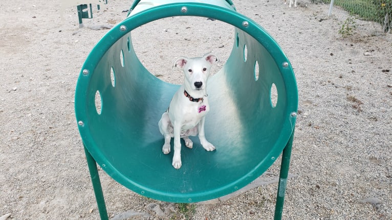 Delta, an American Pit Bull Terrier and Australian Shepherd mix tested with EmbarkVet.com