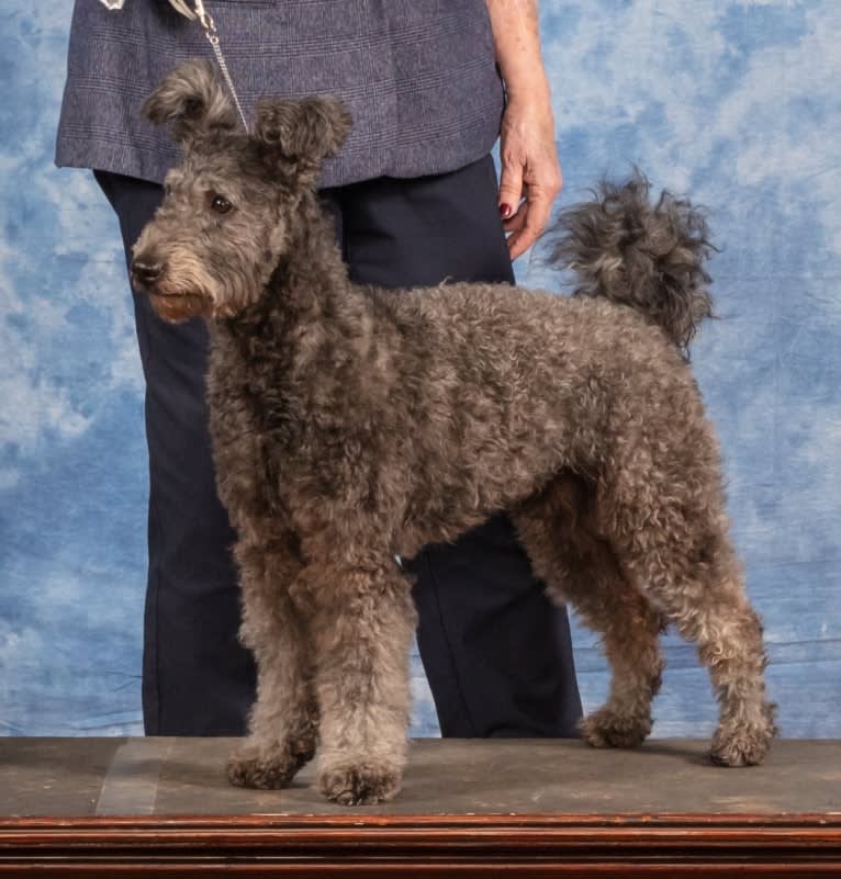 Konfetti, a Pumi tested with EmbarkVet.com