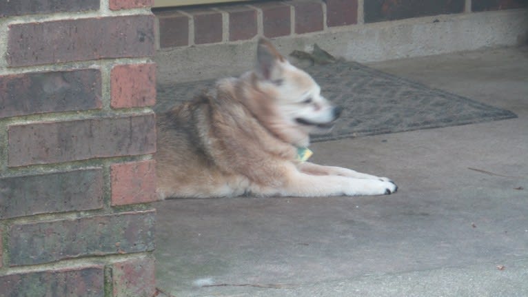 Lassie, a Pomeranian and Rat Terrier mix tested with EmbarkVet.com