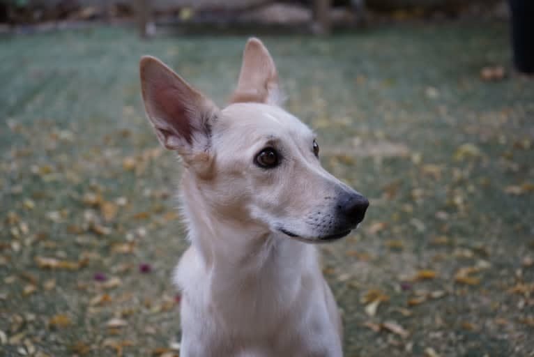Cody, an Arabian Village Dog tested with EmbarkVet.com