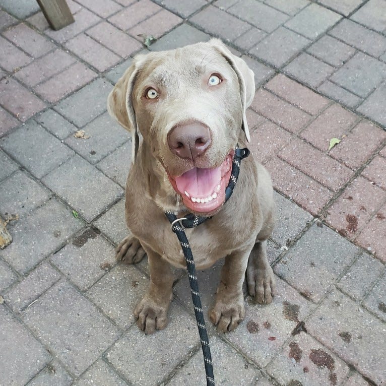 Oban, a Labrador Retriever tested with EmbarkVet.com