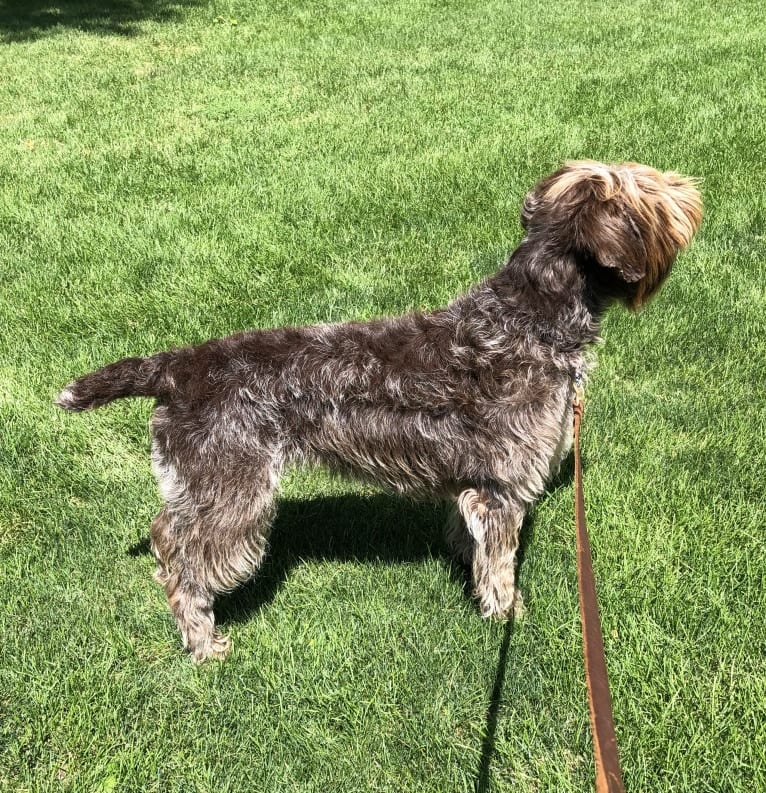 Sawyer, a Wirehaired Pointing Griffon tested with EmbarkVet.com