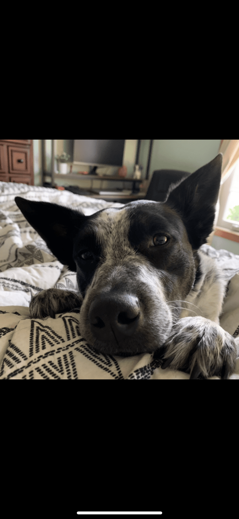 Ripley, an Australian Cattle Dog and Border Collie mix tested with EmbarkVet.com