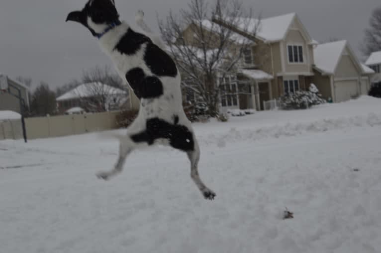 Jack, a Russell-type Terrier and Mountain Cur mix tested with EmbarkVet.com