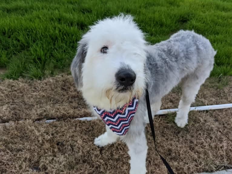 Freddie MercFurry, an Old English Sheepdog tested with EmbarkVet.com