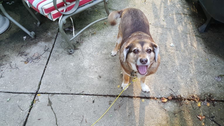 Mario, a Beagle and Norwegian Elkhound mix tested with EmbarkVet.com