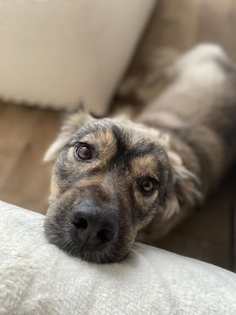 Rocky, an American Village Dog and Rottweiler mix tested with EmbarkVet.com